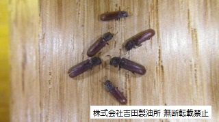 画像 キクイムシ 家で見る小さな虫はキクイムシかも！木を食べる虫の種類や駆除方法｜生活110番ニュース